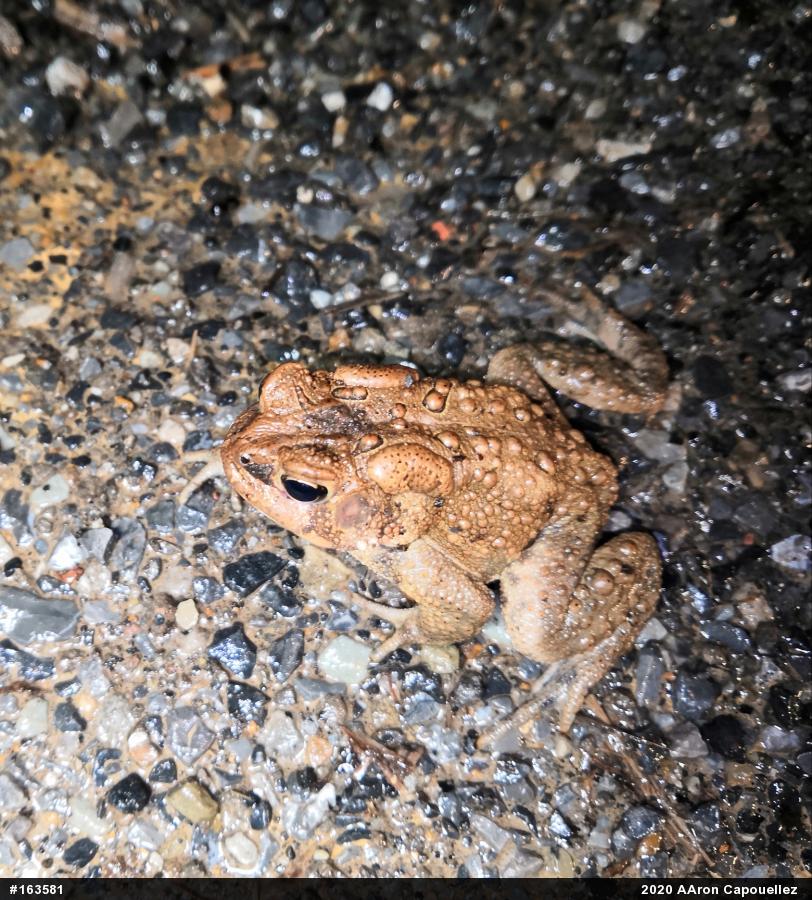 Eastern American Toad