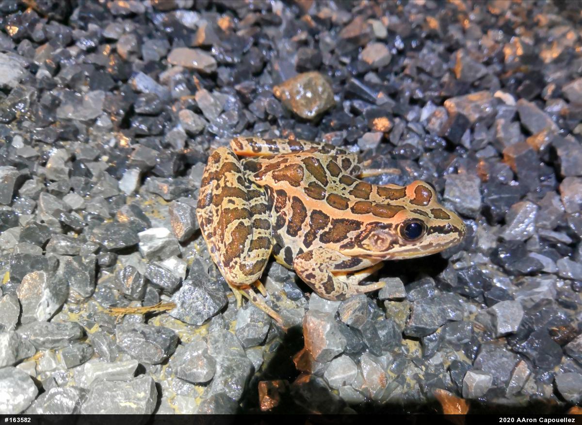 Pickerel Frog