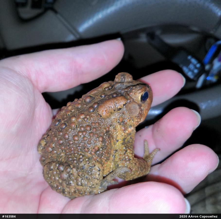 Eastern American Toad