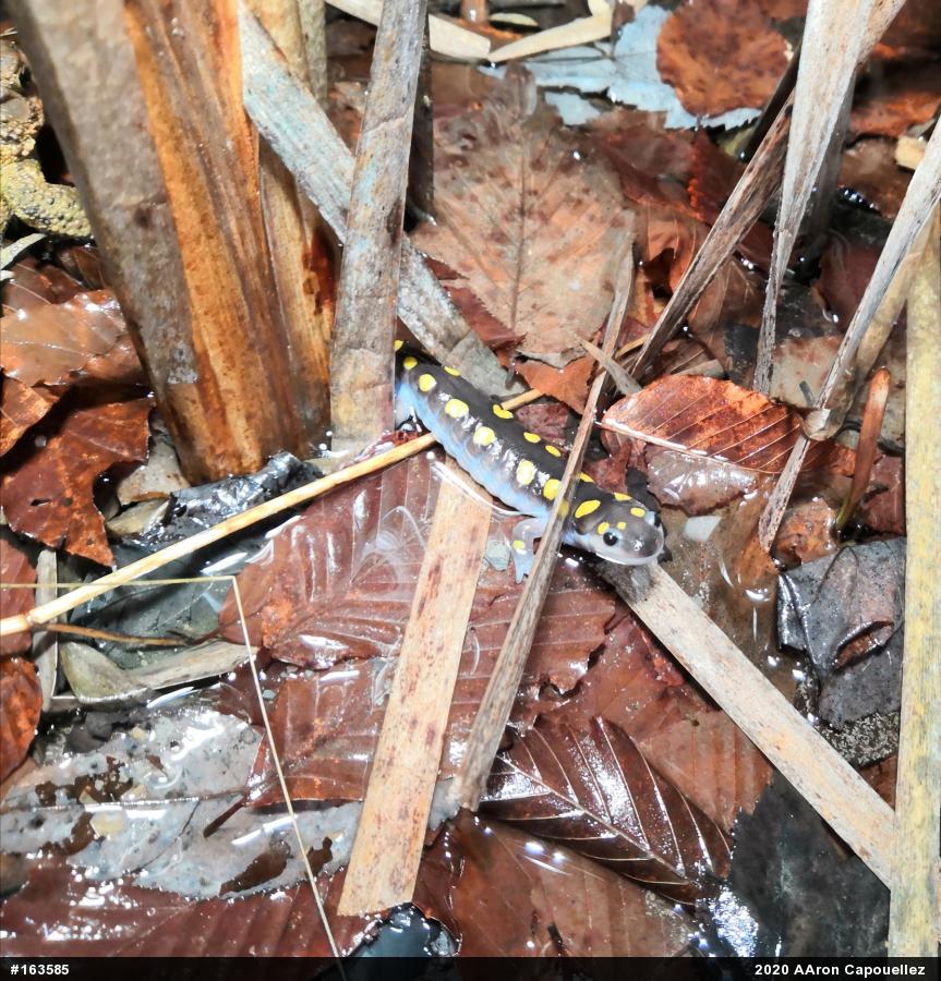 Spotted Salamander