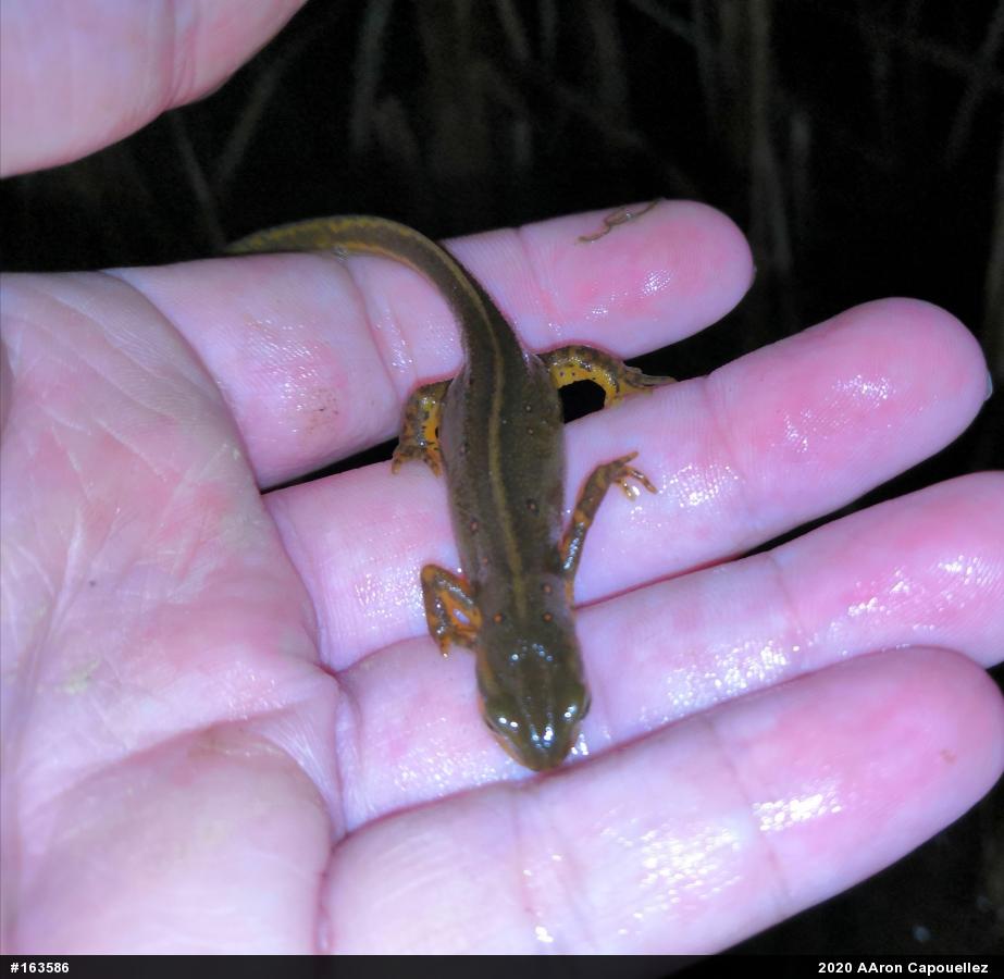 Red-spotted Newt