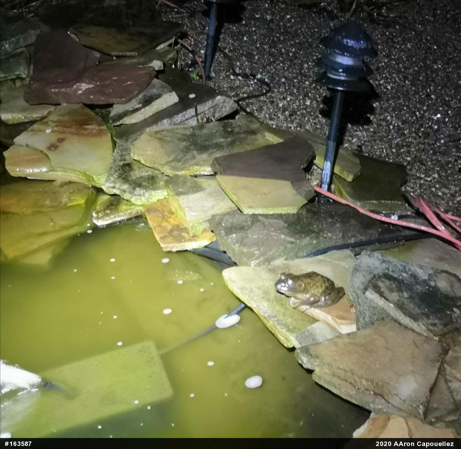 American Bullfrog