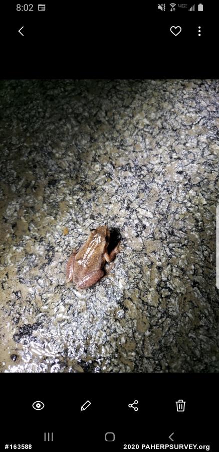 Spring Peeper