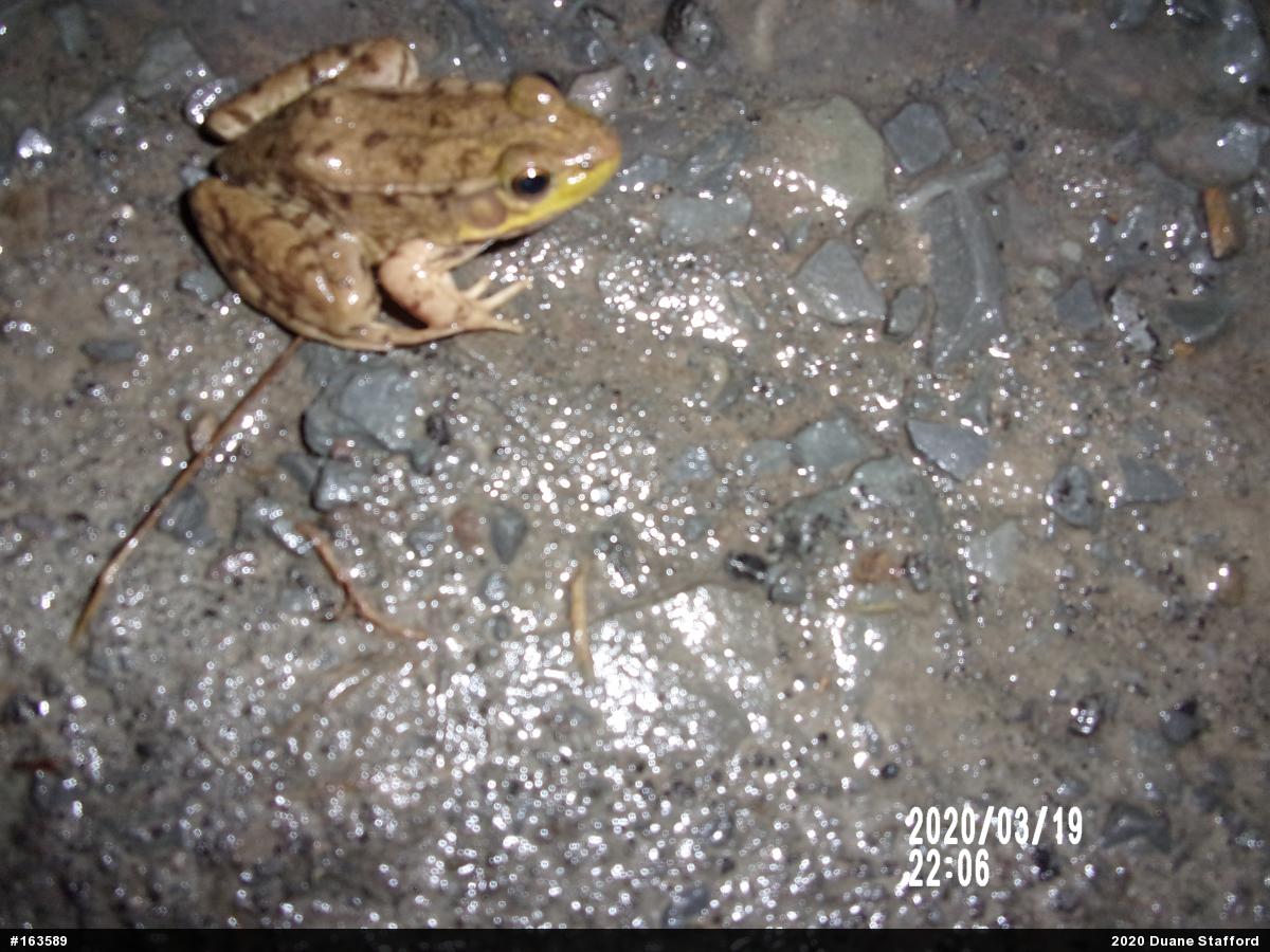 Green Frog