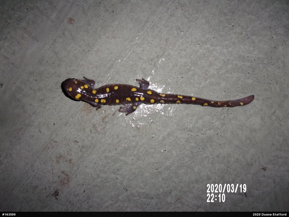 Spotted Salamander