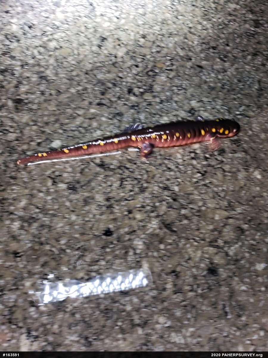 Spotted Salamander