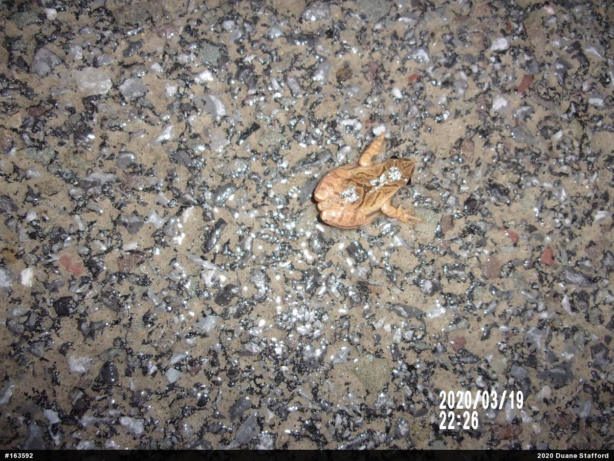 Spring Peeper