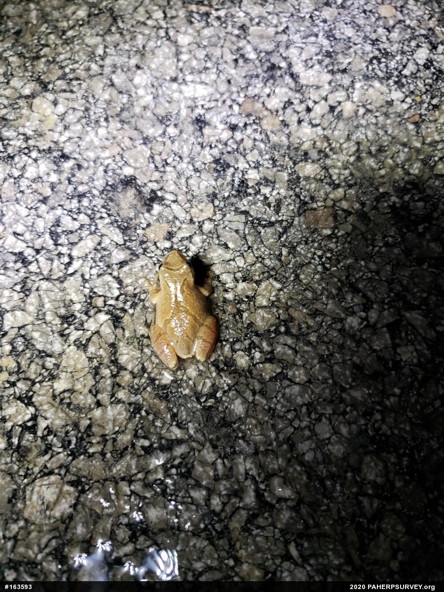 Spring Peeper