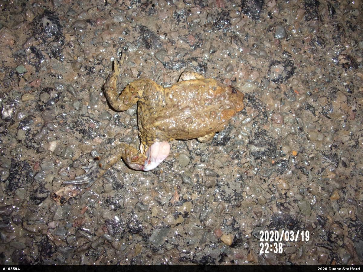 Eastern American Toad