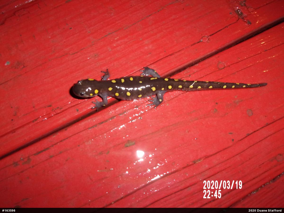Spotted Salamander