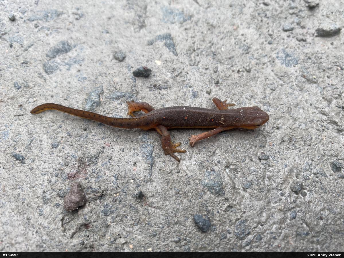 Red-spotted Newt