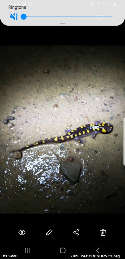 Spotted Salamander