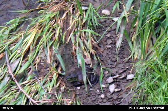 American Bullfrog