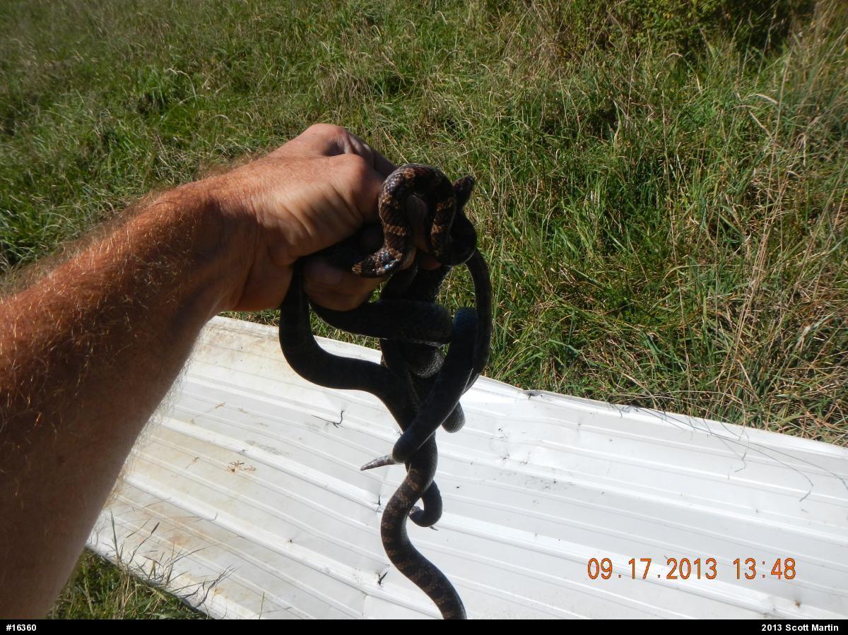 Eastern Milksnake