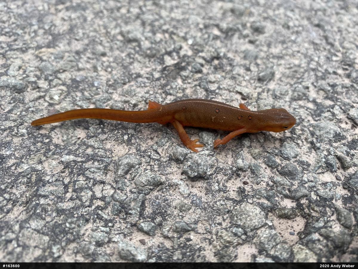 Red-spotted Newt