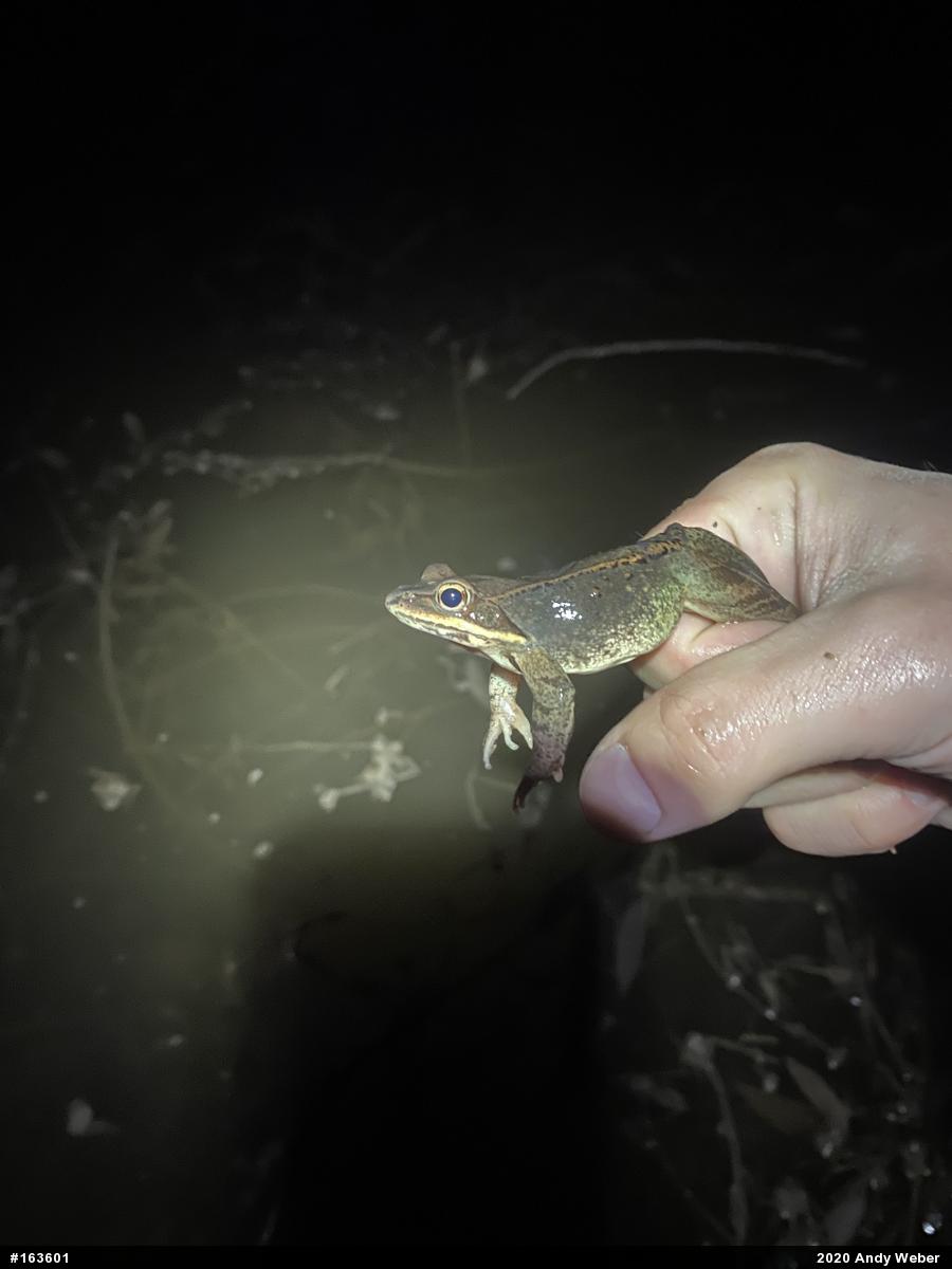 Wood Frog