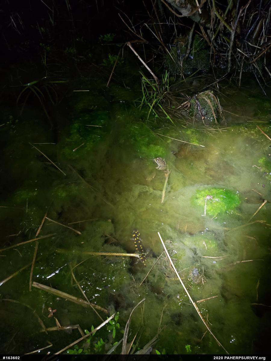 Spotted Salamander