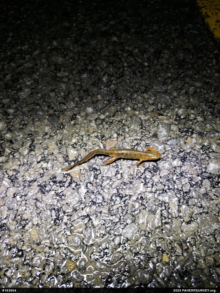Red-spotted Newt