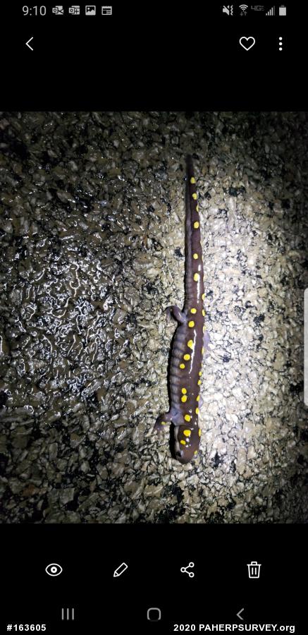 Spotted Salamander