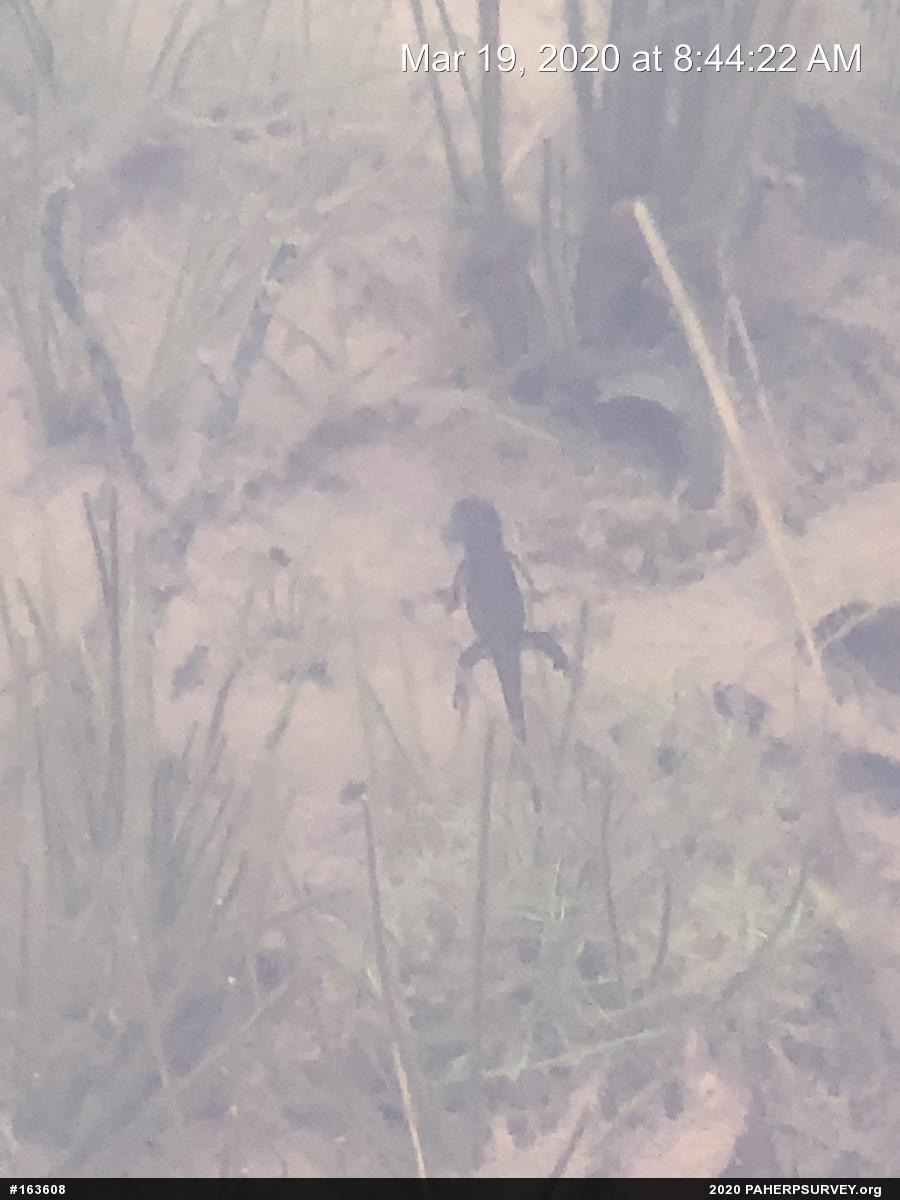 Red-spotted Newt