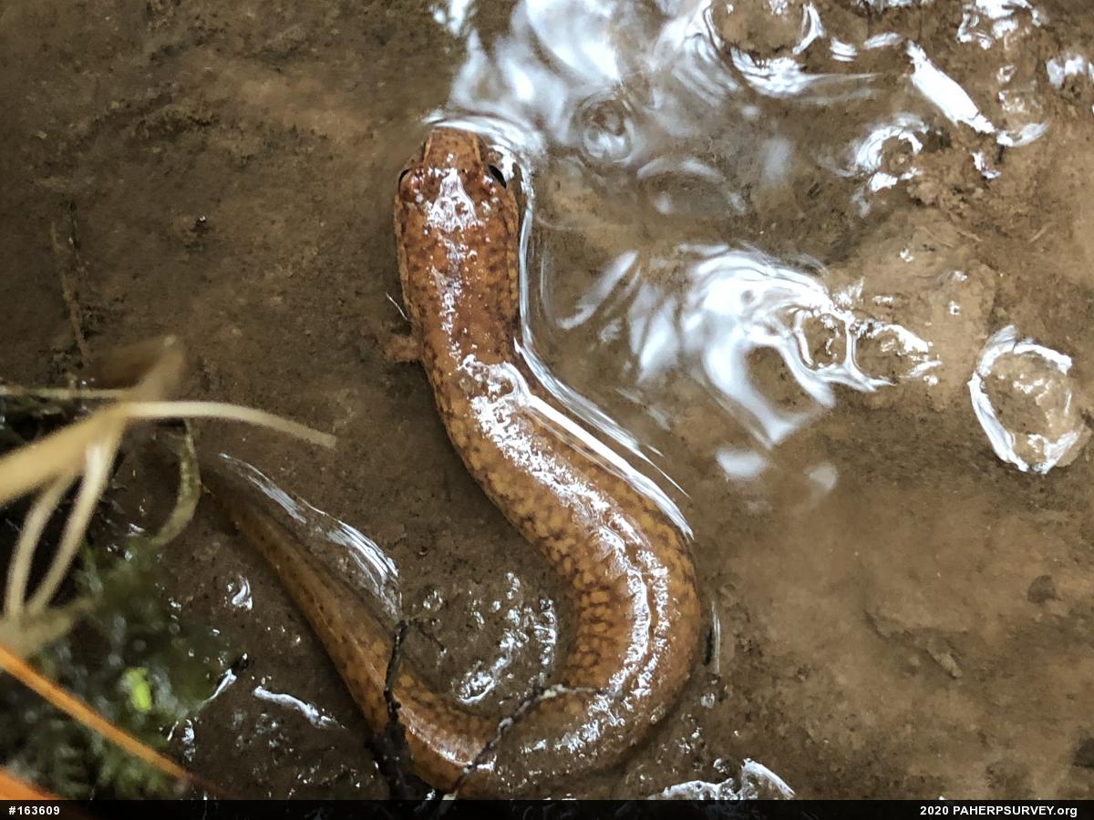 Northern Spring Salamander
