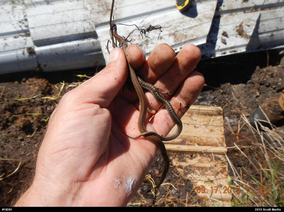 Dekay's Brownsnake