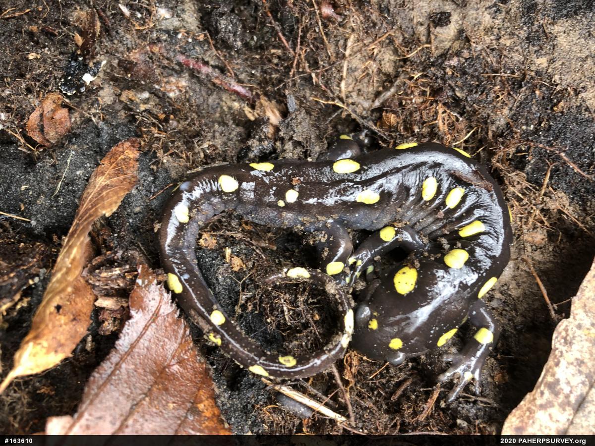 Spotted Salamander