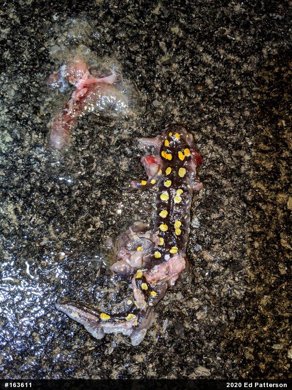 Spotted Salamander
