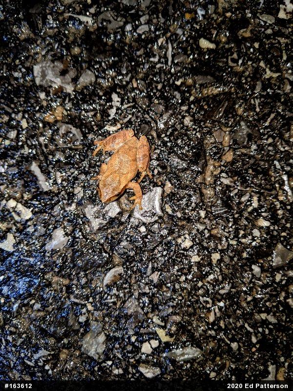 Spring Peeper