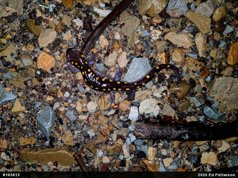 Spotted Salamander