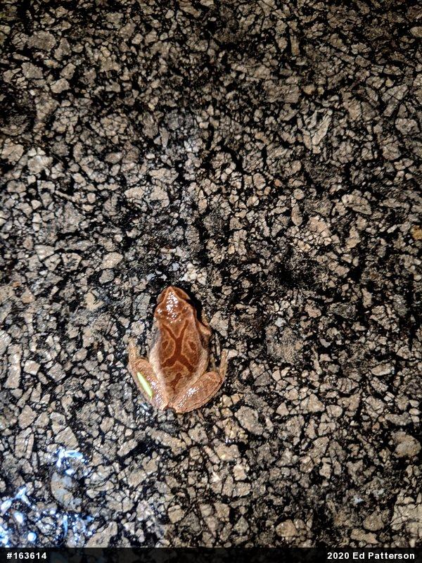 Spring Peeper
