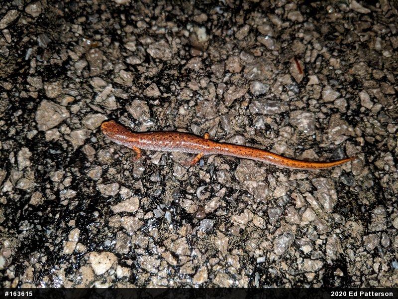 Four-toed Salamander