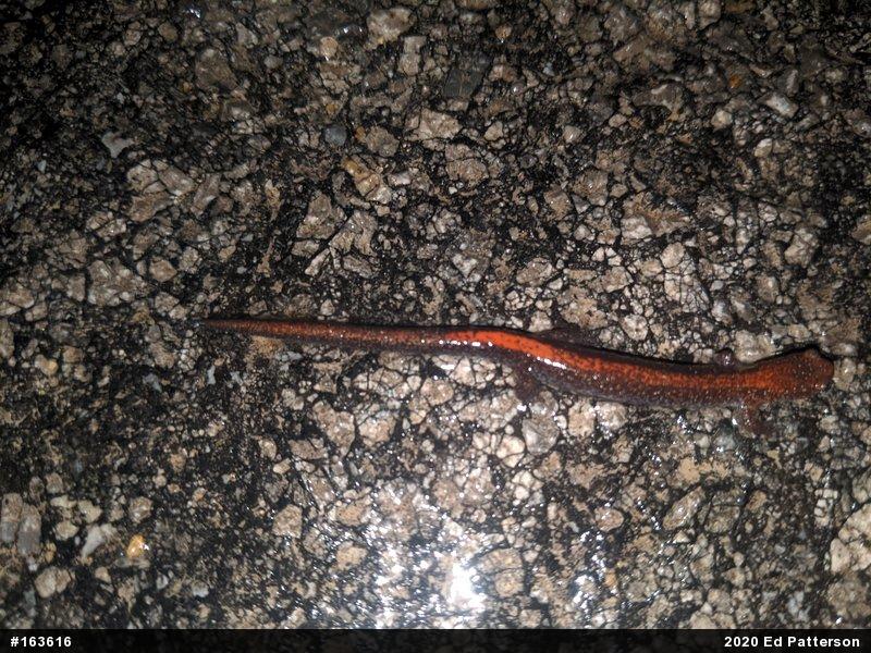 Eastern Red-backed  Salamander