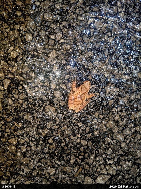 Spring Peeper