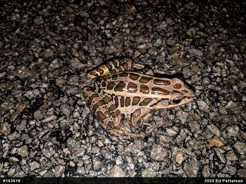 Pickerel Frog