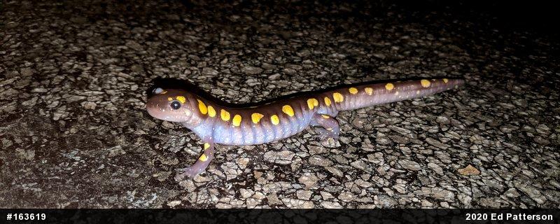 Spotted Salamander
