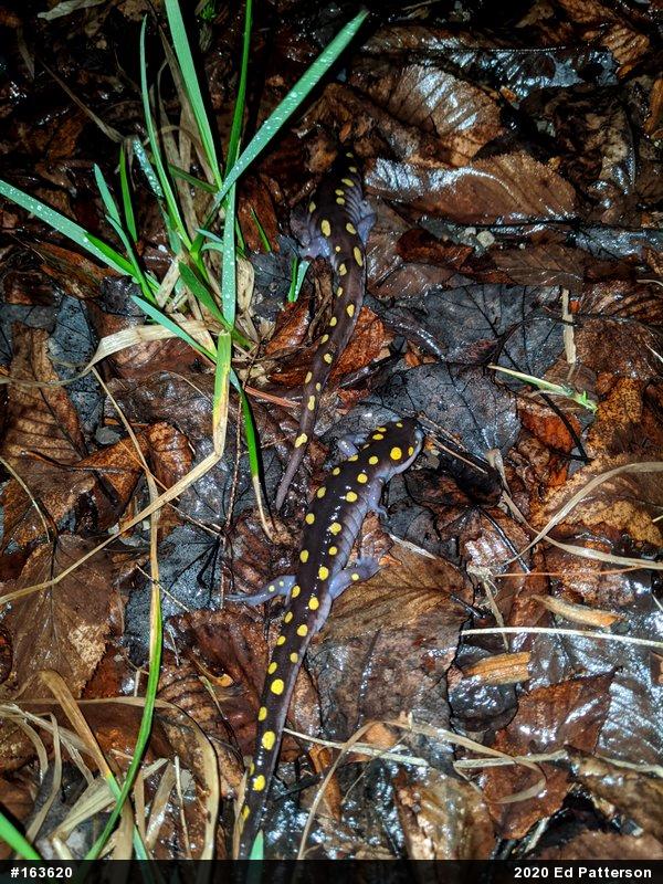 Spotted Salamander