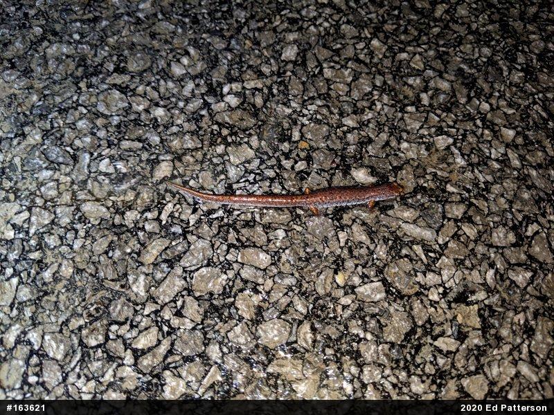 Four-toed Salamander