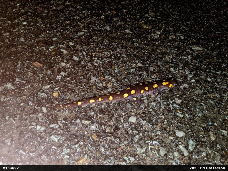 Spotted Salamander