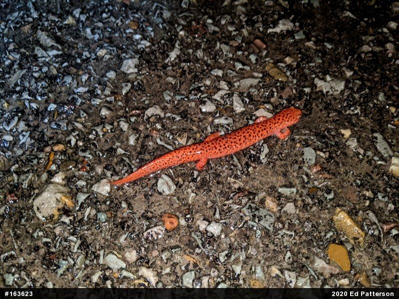 Northern Red Salamander