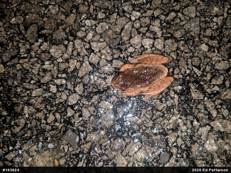 Spring Peeper