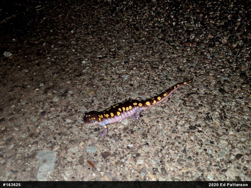 Spotted Salamander