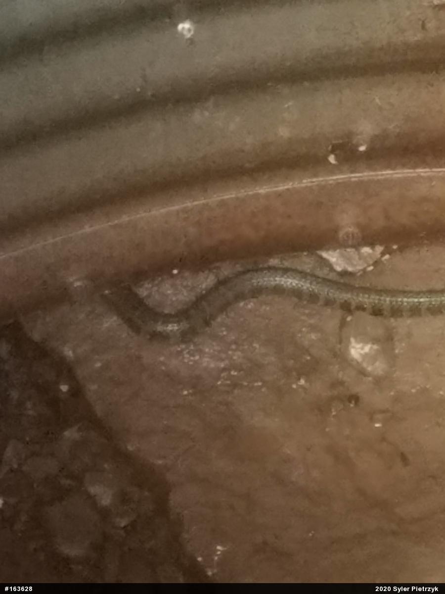 Northern Watersnake