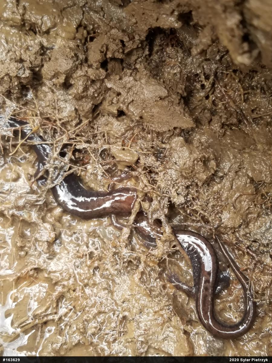 Allegheny Mountain Dusky Salamander