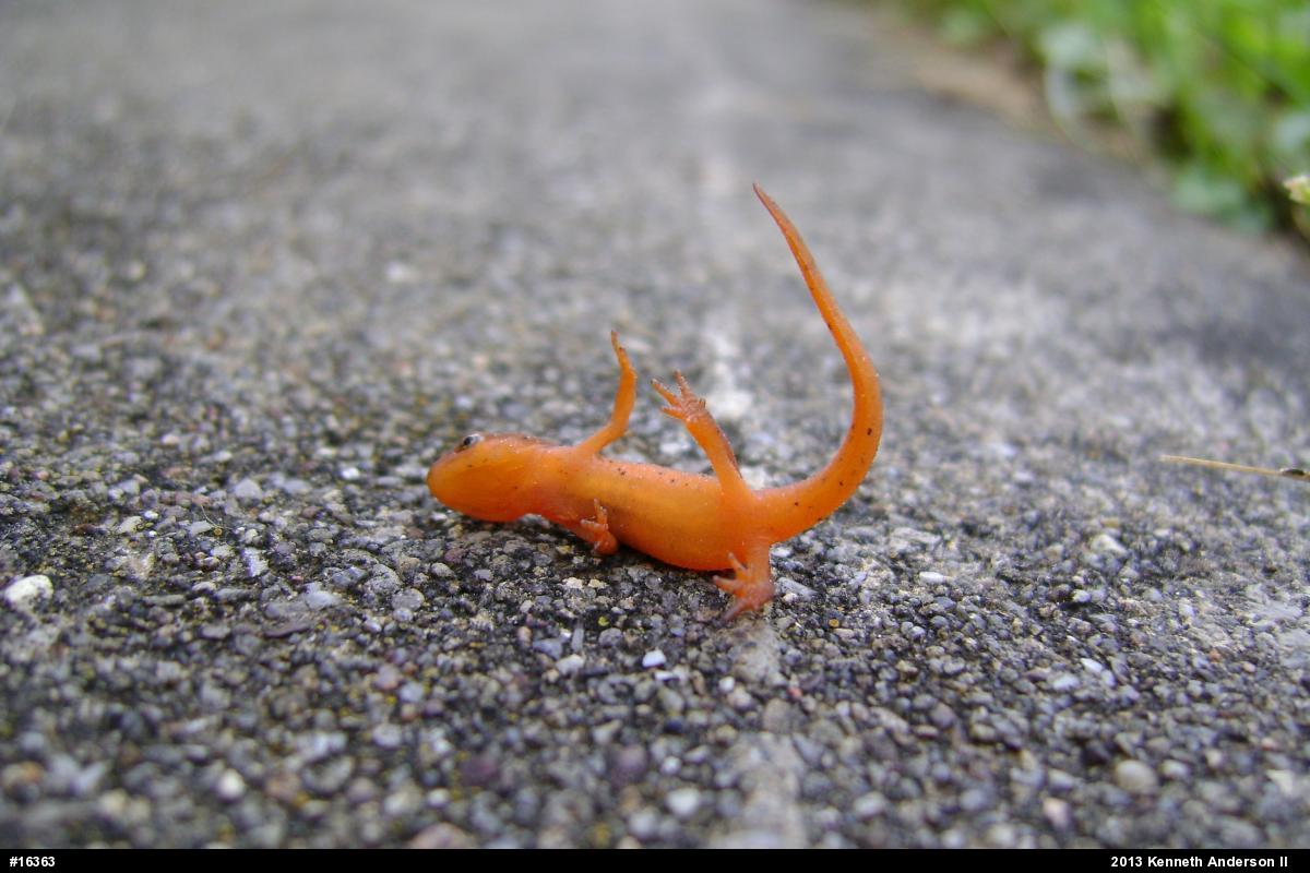 Red-spotted Newt