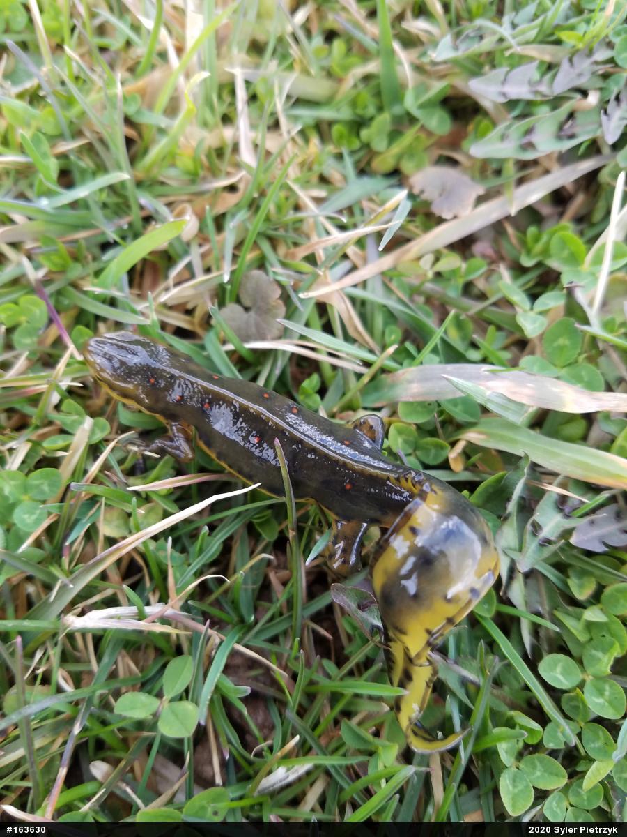 Red-spotted Newt