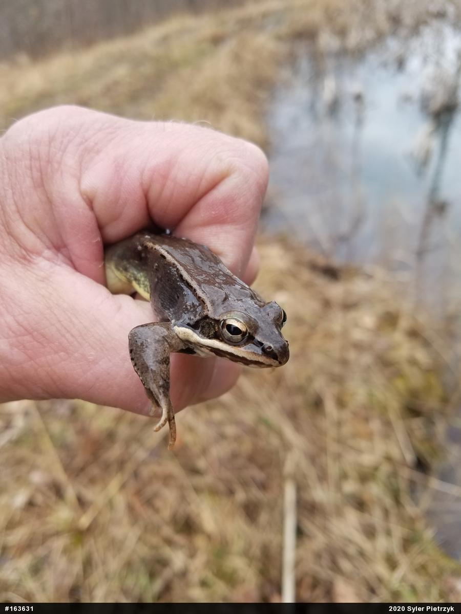Wood Frog