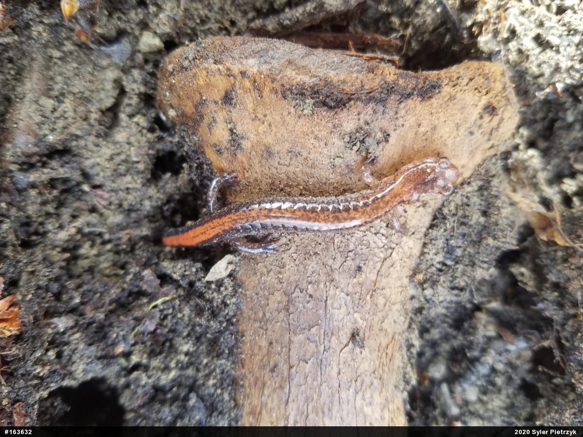 Eastern Red-backed  Salamander