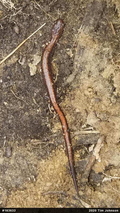 Eastern Red-backed  Salamander