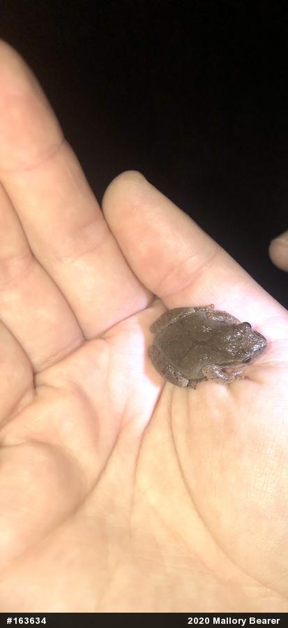 Spring Peeper